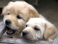 Attività di affidamento di animali domestici