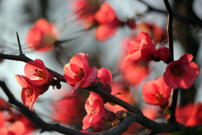 "SE TU VUOI" di Don Pasquale Silla