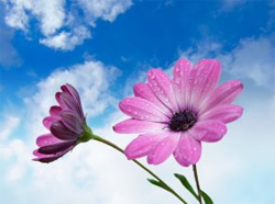 Invia la tua offerta a sostegno delle opere di carità del Santuario